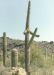 cactus.jpg - 